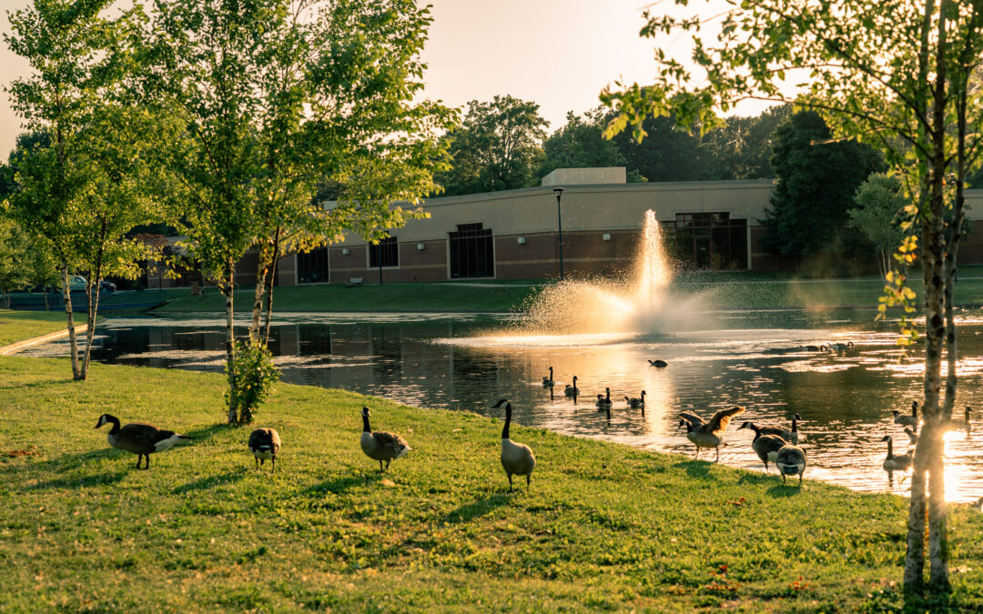 Canada geese walk around in the grass and swim in the fountain pond on a summer evening. Some of the geese climb out of the pond and flap their wings.